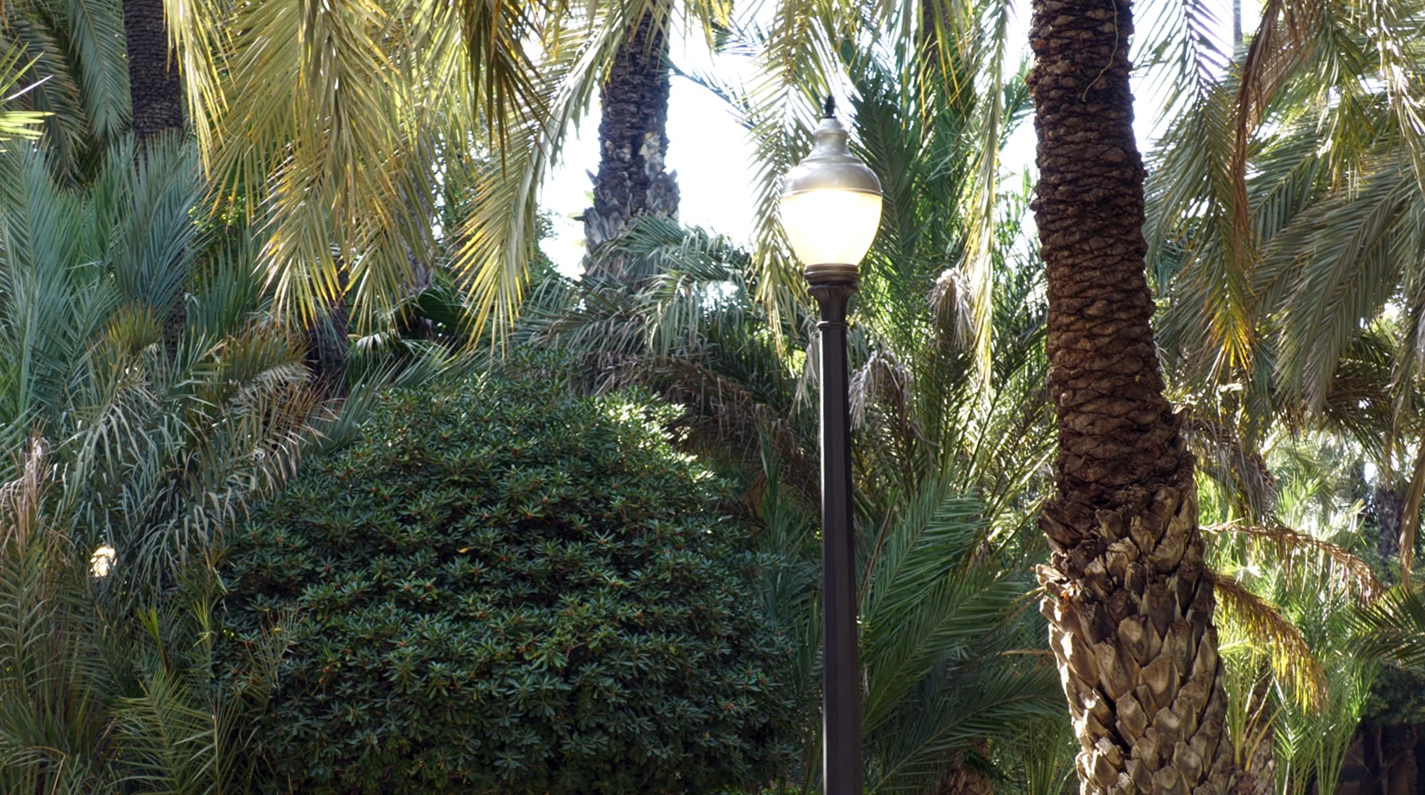El Ayuntamiento de Elche renueva 200 luminarias en el Parque Municipal y Santa Ana con tecnología LED
